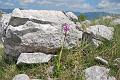 orchis  simia